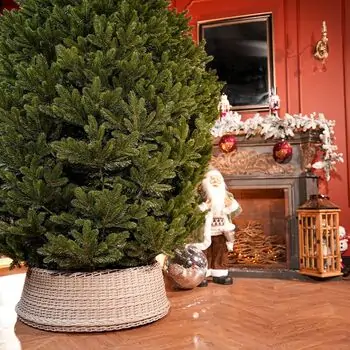Lamelia Christmas Tree PE+PVC 240CM With Mixed Silicone Needle - ნაძვის ხე შერეული სილიკონის წიწვებით, 6 image