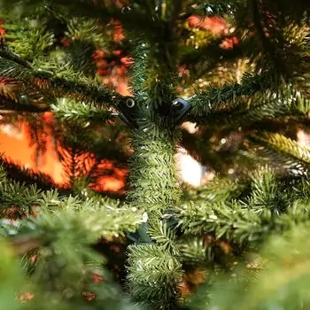 Ukrainian Prime Christmas Tree 100 % Silicone Needle 250 CM - ნაძვის ხე 100% სილიკონი, 13 image