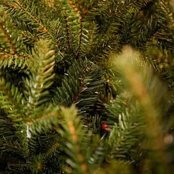 Riviera Alpine Christmas Tree 220 CM With Mixed Silicone Needle PE+PVC - ნაძვის ხე შერეული სილიკონის წიწვებით, 7 image