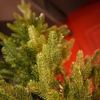 Enchanted Pine Christmas Tree PE+PVC 180 CM With Mixed Silicone Needle - ნაძვის ხე შერეული სილიკონის წიწვებით, 8 image
