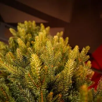 Nordgran Christmas Tree Nordgran With Mixed Silicone Needle 270 CM - ნაძვის ხე შერეული სილიკონის წიწვებით, 8 image