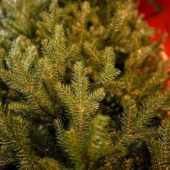Riviera Alpine Christmas Tree 180 CM With Mixed Silicone Needle PE+PVC - ნაძვის ხე შერეული სილიკონის წიწვებით, 7 image