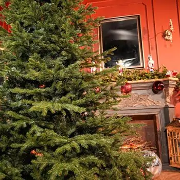 Alpina Christmas Tree 240 CM Edelweiss With Mixed Silicone Needle - ნაძვის ხე შერეული სილიკონის წიწვებით, 7 image