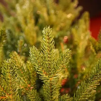 Christmas Whisper Tree PE+PVC 210 CM With Mixed Silicone Needle - ნაძვის ხე შერეული სილიკონის წიწვებით, 11 image