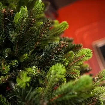 Carpathian Christmas Tree Light Green Tips 230CM PVC + PE  ნაძვის ხე შერეული სილიკონის წიწვებით, 12 image