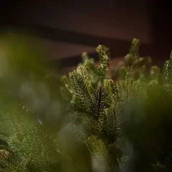 Royal Christmas Tree With Lights PE 250 CM - ნაძვის ხე 100% სილიკონის წიწვებით, 9 image