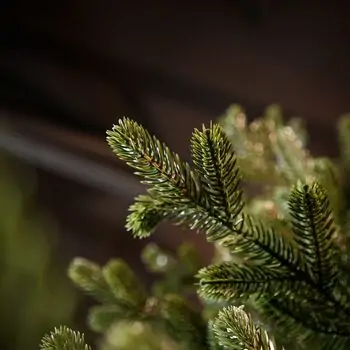 Royal Christmas Tree With Lights PE 250 CM - ნაძვის ხე 100% სილიკონის წიწვებით, 4 image