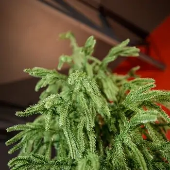 Pinecrest Christmas Tree PE 210 CM  - ნაძვის ხე 100% სილიკონი, 7 image