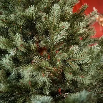 Holandiia Christmas Tree With Blue Tips PE 210 CM საახალწლო ნაძვის ხე, 100% სილიკონი, 14 image