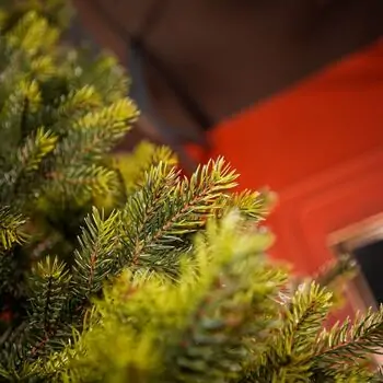 Holandiia Christmas Tree With Olive Tips PE 250 CM საახალწლო ნაძვის ხე, 100% სილიკონი, 7 image