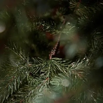 Holandiia Christmas Tree With Blue Tips PE 180 CM საახალწლო ნაძვის ხე, 100% სილიკონი, 14 image