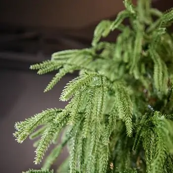 Pinecrest Christmas Tree PE 210 CM  - ნაძვის ხე 100% სილიკონი, 8 image