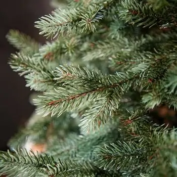 Holandiia Christmas Tree With Blue Tips PE 210 CM საახალწლო ნაძვის ხე, 100% სილიკონი, 12 image