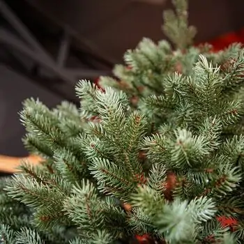 Holandiia Christmas Tree With Blue Tips PE 210 CM საახალწლო ნაძვის ხე, 100% სილიკონი, 7 image