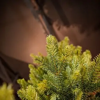 Christmas Tree 100% Silicone PE 240 CM  - ნაძვის ხე 100% სილიკონი, 7 image