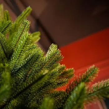Champagne Pine Christmas Tree 210 CM  ნაძვის ხე 100 % სილიკონი, 9 image