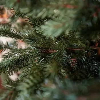 Holandiia Christmas Tree With Blue Tips PE 180 CM საახალწლო ნაძვის ხე, 100% სილიკონი, 13 image