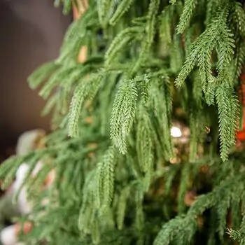 Pinecrest Christmas Tree PE 210 CM  - ნაძვის ხე 100% სილიკონი, 6 image