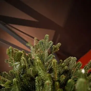Royal Christmas Tree With Lights PE 250 CM - ნაძვის ხე 100% სილიკონის წიწვებით, 3 image