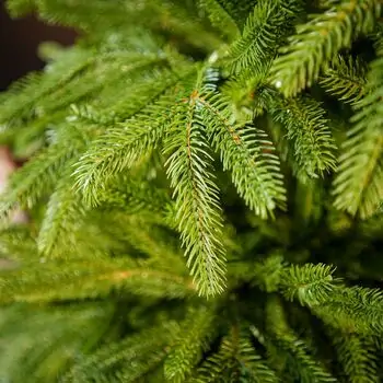 Champagne Pine Christmas Tree 210 CM  ნაძვის ხე 100 % სილიკონი, 11 image