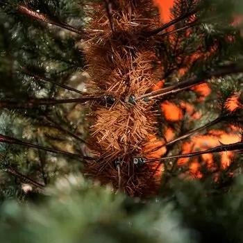 Holandiia Christmas Tree With Blue Tips PE 210 CM საახალწლო ნაძვის ხე, 100% სილიკონი, 15 image