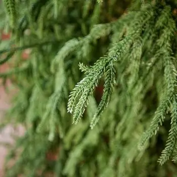 Pinecrest Christmas Tree PE 210 CM  - ნაძვის ხე 100% სილიკონი, 10 image