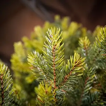 Holandiia Christmas Tree With Olive Tips PE 250 CM საახალწლო ნაძვის ხე, 100% სილიკონი, 10 image