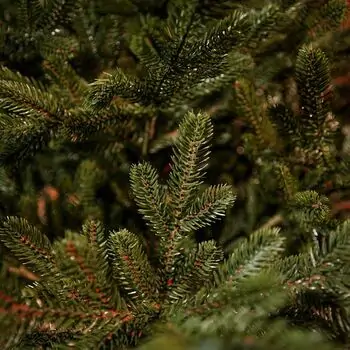 Royal Christmas Tree With Lights PE 250 CM - ნაძვის ხე 100% სილიკონის წიწვებით, 11 image