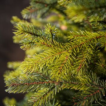 Holandiia Christmas Tree With Olive Tips PE 250 CM საახალწლო ნაძვის ხე, 100% სილიკონი, 8 image