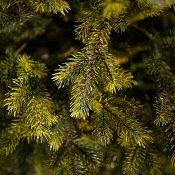 Holandiia Christmas Tree With Olive Tips PE 250 CM საახალწლო ნაძვის ხე, 100% სილიკონი, 9 image