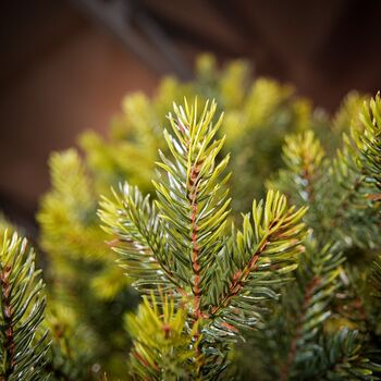 Holandiia Christmas Tree With Olive Tips PE 250 CM საახალწლო ნაძვის ხე, 100% სილიკონი, 10 image