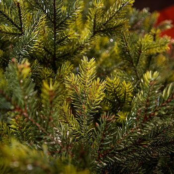 Holandiia Christmas Tree With Olive Tips PE 250 CM საახალწლო ნაძვის ხე, 100% სილიკონი, 11 image