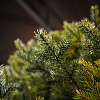 Holandiia Christmas Tree With Olive Tips PE 250 CM საახალწლო ნაძვის ხე, 100% სილიკონი, 12 image