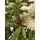 Christmas Tree With Pine Cones And Berries საახალწლო ნაძვის ხე დათოვლილი ბოლოებით, კენკრით და გირჩით 240 სმ (OT642), 2 image