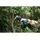 ბაღის ელექტრო მაკრატელი BOSCH 06019K1021 Pro Pruner, 3 image