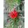 Christmas Tree With Pine Cones And Berries საახალწლო ნაძვის ხე დათოვლილი ბოლოებით გირჩით და კენკრით 210 სმ (OT025), 2 image