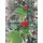 Christmas Tree With Pine Cones And Berries საახალწლო ნაძვის ხე დათოვლილი ბოლოებით გირჩით და კენკრით 210 სმ (OT025), 5 image
