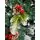 Christmas Tree With Pine Cones And Berries საახალწლო ნაძვის ხე შერეული სილიკონის წიწვებით გირჩით და კენკრით 280 სმ (OT2006), 9 image