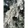 Snow-Covered Christmas Tree დათოვლილი საახალწლო ნაძვის ხე 180 სმ (OT2012), 4 image