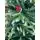 Christmas Tree With Pines Cones And Berries  საახალწლო ნაძვის ხე სილიკონის დათოვლილი ბოლოებით, გირჩით და კენკრით 210 სმ (OT2017), 5 image