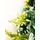Christmas Tree With Pine Cones And Berries  საახალწლო ნაძვის ხე შერეული წიწვებით გირჩით და კენკრით 240 სმ (OT2004), 14 image
