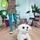 FurReal My Dancing Dog Go Go HAS-F1971 სათამაშო მოცეკვავე ძაღლი, 4 image