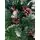 Christmas Tree With Pine Cones And Berries 180 CM ნაძვის ხე დათოვლილი ბოლოებით გირჩით და კენკრით (OT024), 21 image