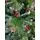 Christmas Tree With Pine Cones And Berries 180 CM ნაძვის ხე დათოვლილი ბოლოებით გირჩით და კენკრით (OT024), 16 image