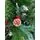 Christmas Tree With Pine Cones And Berries 180 CM ნაძვის ხე დათოვლილი ბოლოებით გირჩით და კენკრით (OT024), 12 image