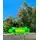Penny Board Green With LED Wheels პენიბორდი