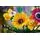 Lego Icons 10313 Wildflower Bouquet, 11 image