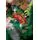 Lego Icons 10315 Tranquil Garden, 11 image