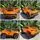Lamborghini Electric Car Orange - ელექტრო მანქანა კაუჩკის საბურავებით და ტყავის სავარძლით