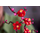 Lego Icons 10369 Plum Blossom, 7 image